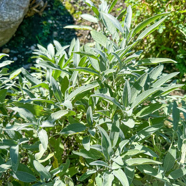 Sage - Herbs