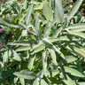 Sage - Herbs