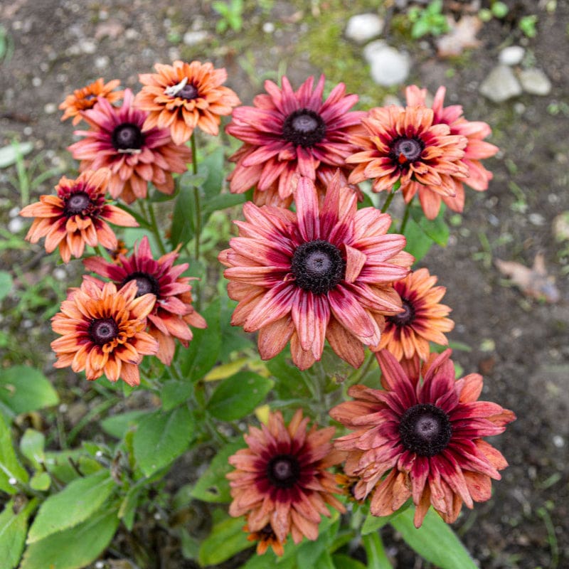 planting rudbeckia seeds Sahara Rudbeckia