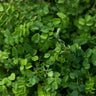 Salad Burnet - Herbs