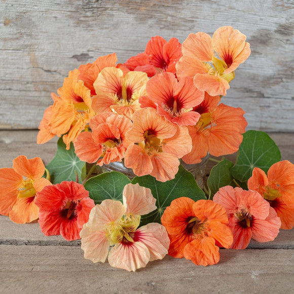 Salmon Baby Nasturtium Garden Seeds