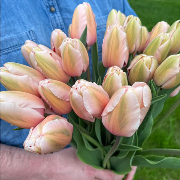 Salmon Impression Tulip – Pinetree Garden Seeds
