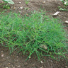 Saltwort Greens (Heirloom 40 Days) - Vegetables