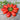 San Marzano Tomato (Heirloom 82 Days) - Vegetables