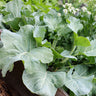 Sea Kale - Vegetables