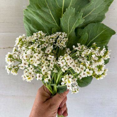 Sea Kale - Vegetables