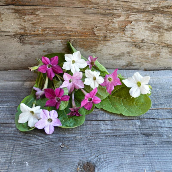 niconico Sensation Mix Nicotiana – Pinetree Garden Seeds