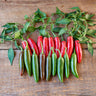Serrano Hot Pepper (Heirloom 75 Days) - Vegetables