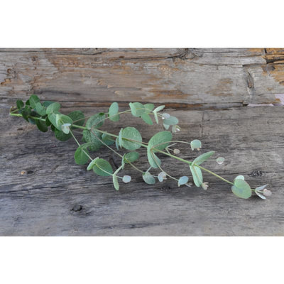 Silver Drop Eucalyptus - Flowers