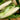 Silver Queen Corn (F1 Hybrid 90 Days) SU - Vegetables