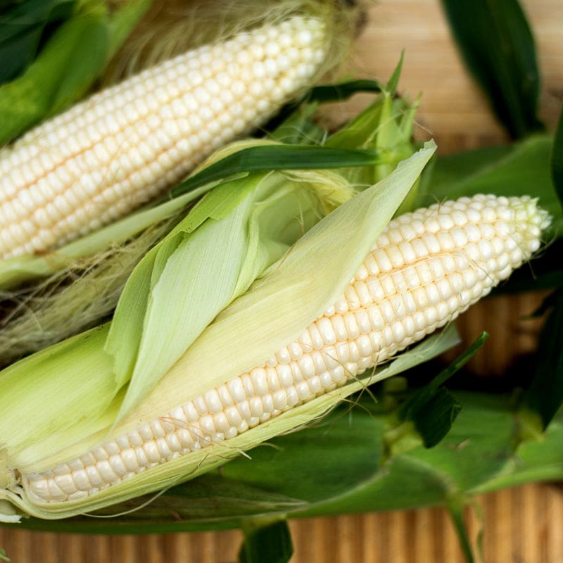 Silver Queen Corn (F1 Hybrid 90 Days) SU Garden Seeds