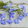 Sky Blue Regatta Lobelia - Flowers