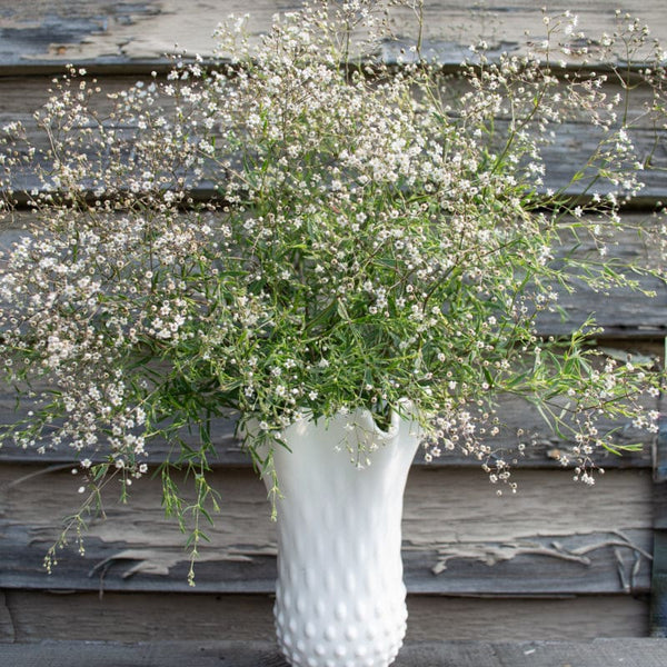 baby's breath flower seeds Snowflake Baby's Breath – Pinetree Garden Seeds