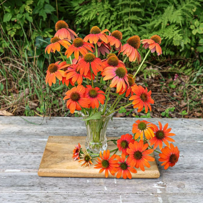 orange echinacea seeds Soft Orange Artisan Echinacea