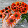 Soft Orange Artisan Echinacea - Flowers