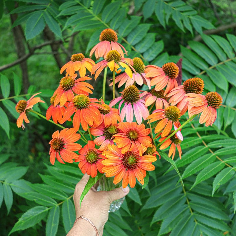 echinacea sombrero seeds Soft Orange Artisan Echinacea