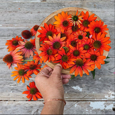 Soft Orange Artisan Echinacea - Flowers