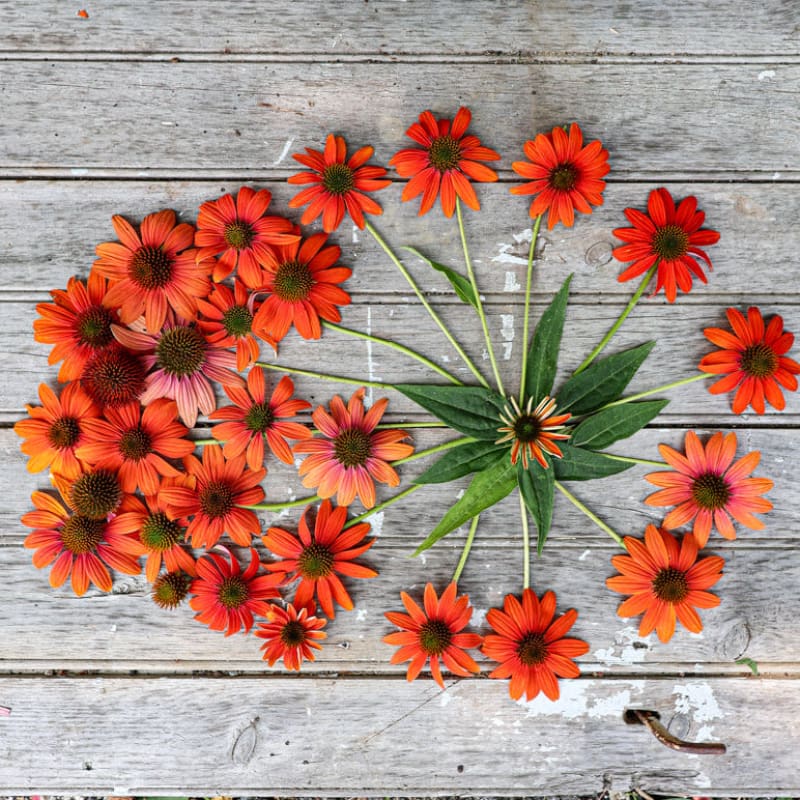 orange echinacea seeds Soft Orange Artisan Echinacea