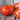 Soldacki Tomato (Heirloom 80 Days) - Vegetables