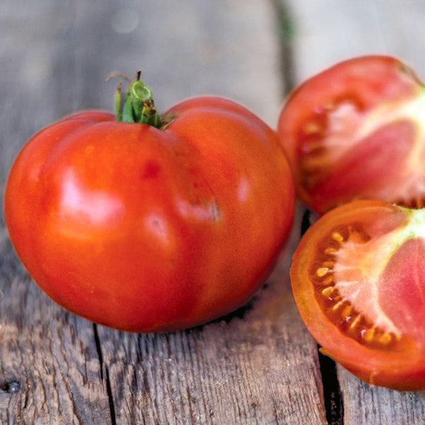 家具 tomato Soldacki Tomato (Heirloom, 80 Days) – Pinetree Garden Seeds