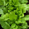 Sorrel Greens (48 Days) - Vegetables