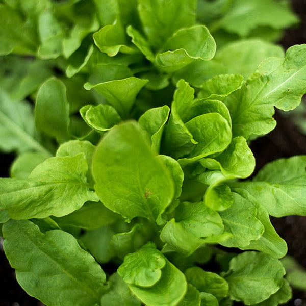 garden sorrel seeds Sorrel Greens (48 Days) – Pinetree Garden Seeds