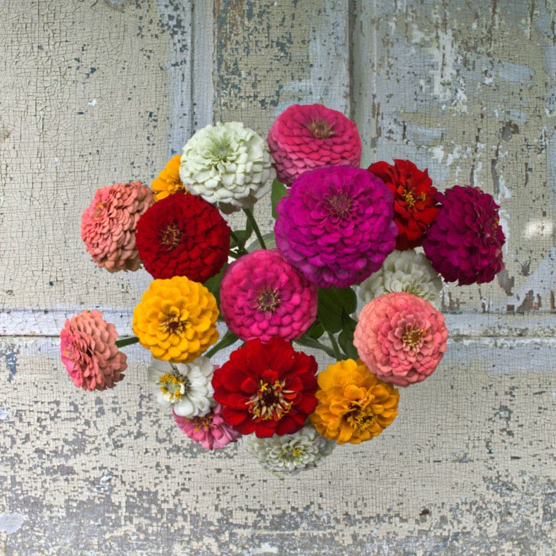 cutting garden seed collection Sow and Grow Cut Flower Collection – Pinetree Garden Seeds