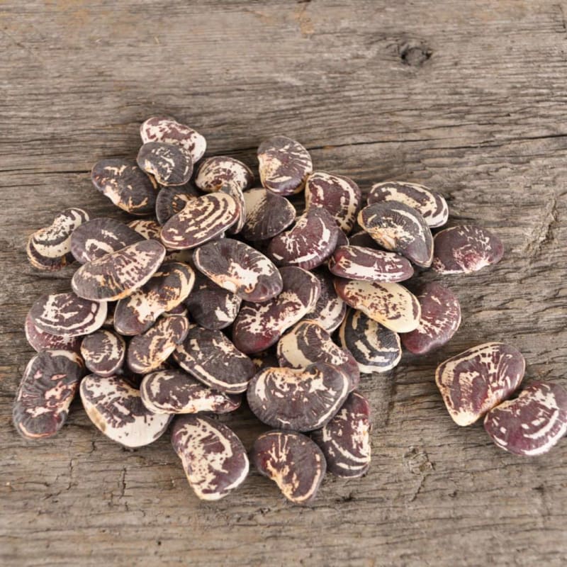 Speckled Calico Pole Lima Bean (Heirloom 80 Days)