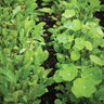 Spicy Italian Greens Mix (1oz) - Vegetables