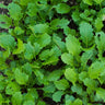 Spigariello Liscia Greens (44 Days) - Vegetables