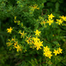 St. Johns Wort - Herbs
