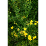 St. John's Wort
