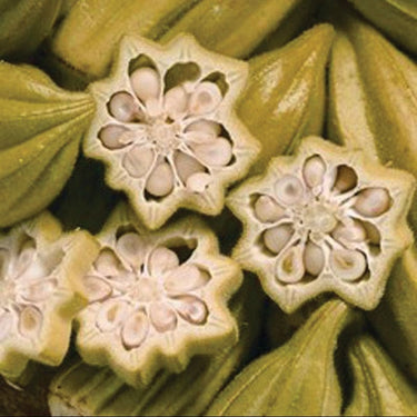 Star of David Okra (Heirloom 65 Days) - Vegetables