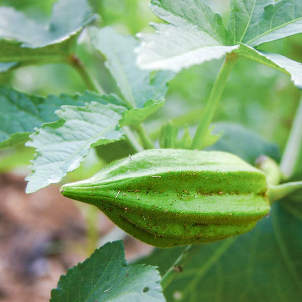 david garden seeds Star of David Okra (Heirloom, 65 Days) – Pinetree Garden Seeds