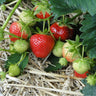 Strawberry ’Malwina’ - Spring