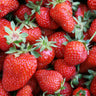 Strawberry ’San Andreas’ - Spring
