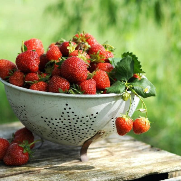 Strawberry 'Seascape'