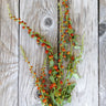 Strawberry Spinach (Organic Heirloom 32 Days) - Vegetables