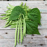 Strike Bush Bean (45 Days) - Vegetables