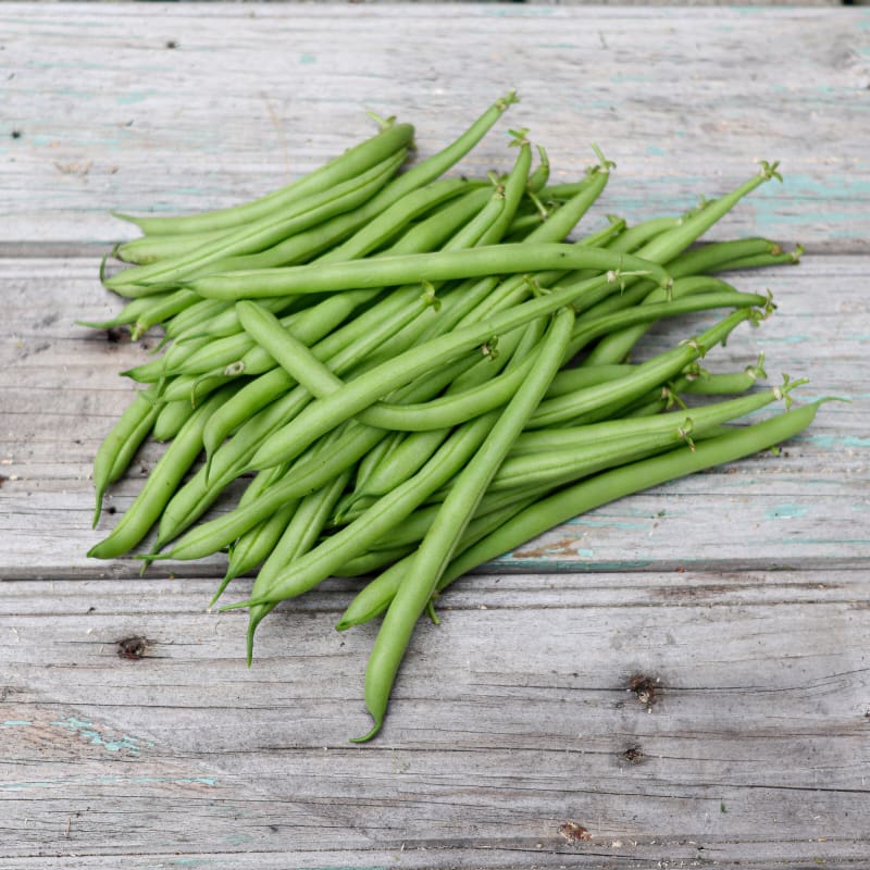 Strike Bush Bean (45 Days) – Pinetree Garden Seeds