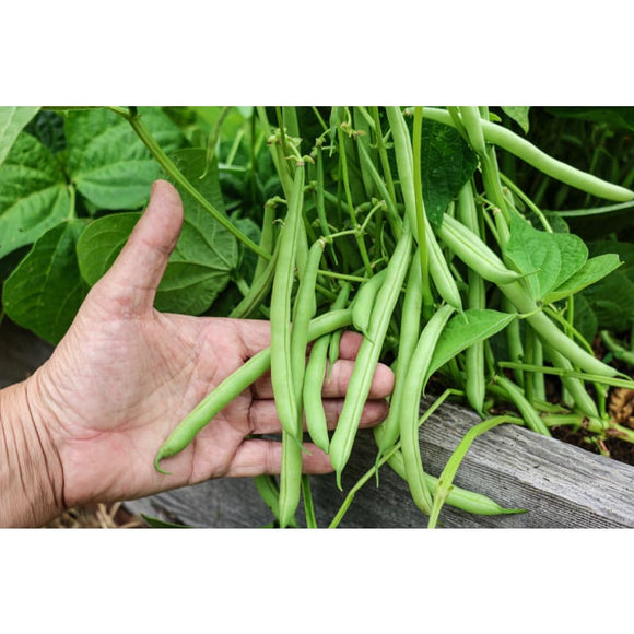 Strike Bush Bean (45 Days) – Pinetree Garden Seeds