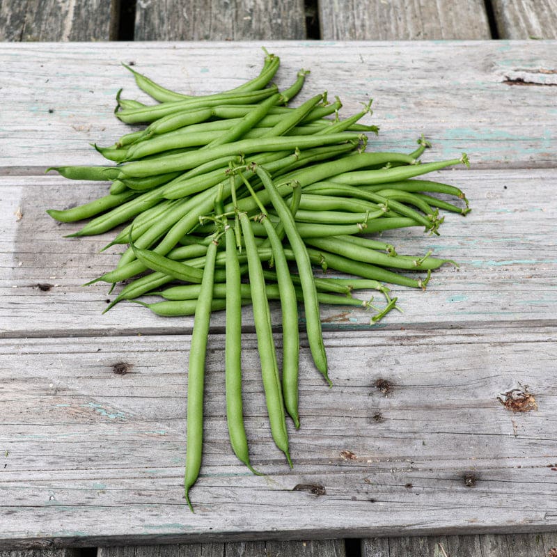 Strike Bush Bean (45 Days) – Pinetree Garden Seeds