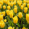 Strong Gold Tulip