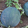 Sugar Baby Watermelon (80 Days) - Vegetables