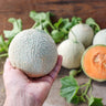 Sugar Cube Melon (F1 Hybrid 80 Days) - Vegetables