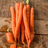 Sugar Snax Carrot (F1 Hybrid 63 Days) - Vegetables