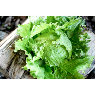 Summertime Lettuce (68 Days) - Vegetables