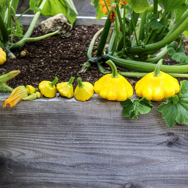 planting summer squash seeds Sunburst Scallop Summer Squash (F1 Hybrid 50 Days)