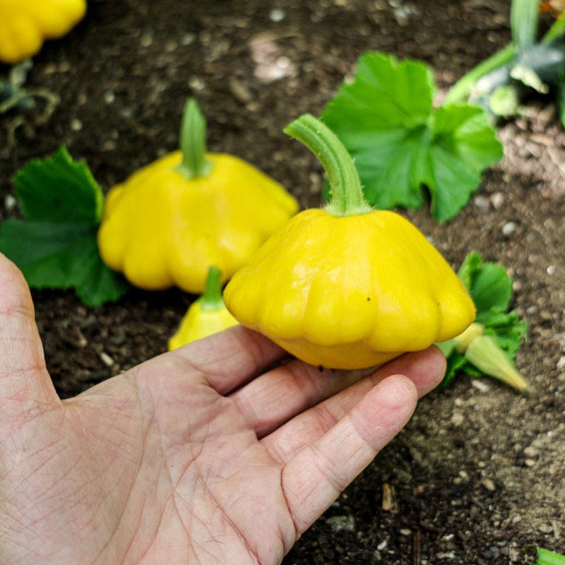 scallop hybrid succulent Sunburst Scallop Summer Squash (F1 Hybrid 50 Days) – Pinetree Garden Seeds