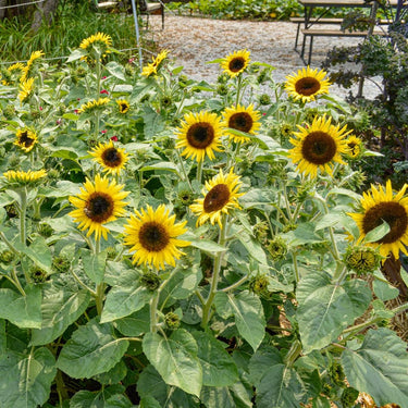 SunBuzz Sunflower - Flowers